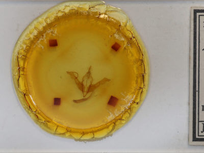 slide view of adult Lithophane lemmeri