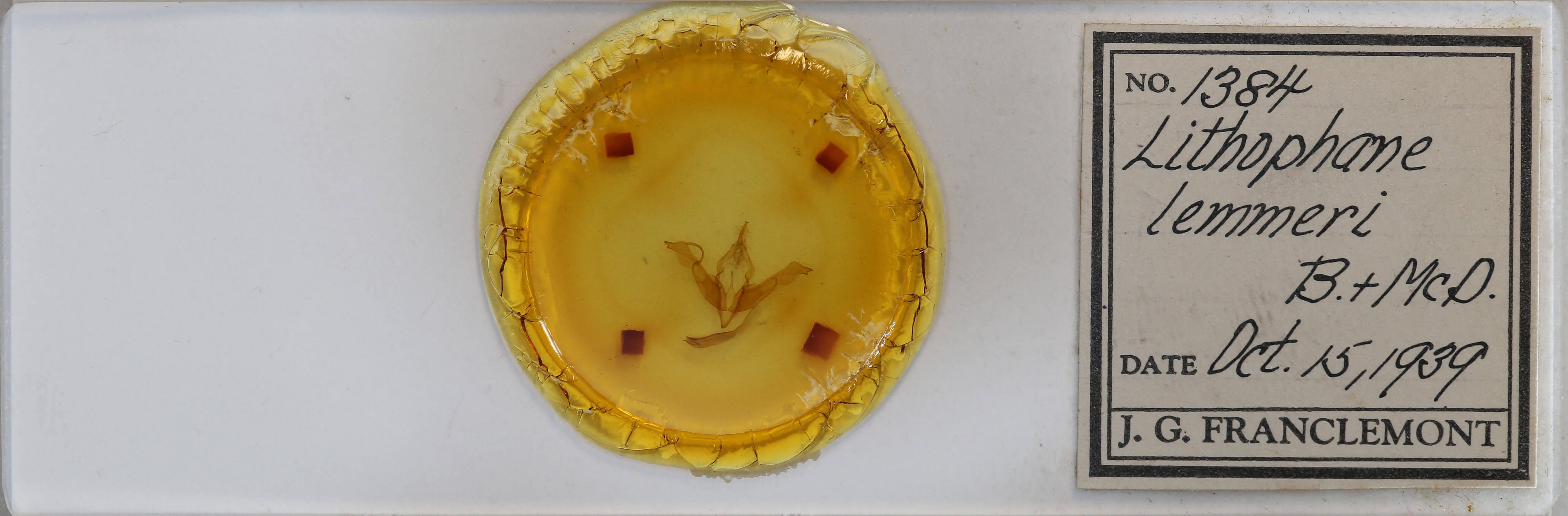 slide view of adult Lithophane lemmeri