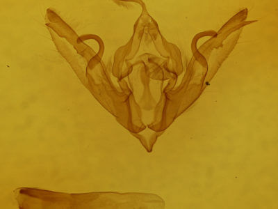 genitalia view of adult Lithophane patefacta