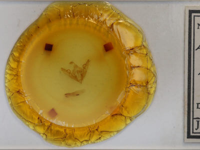 slide view of adult Lithophane patefacta