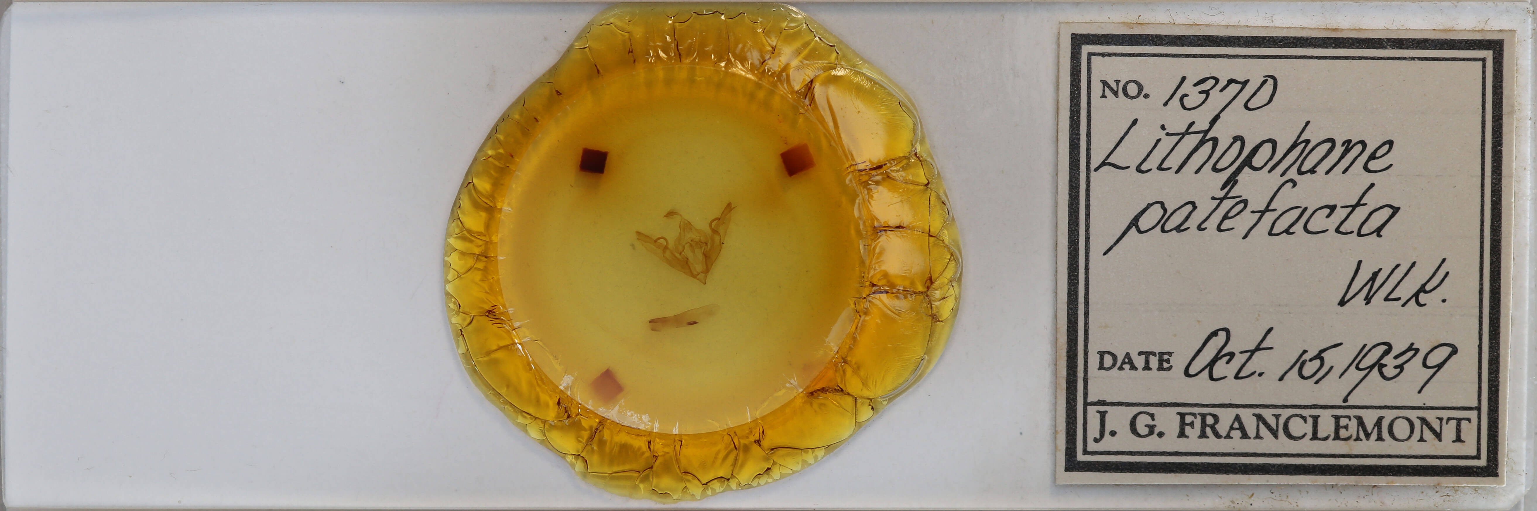 slide view of adult Lithophane patefacta