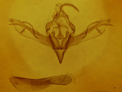 genitalia view of adult Lithophane pruniosa