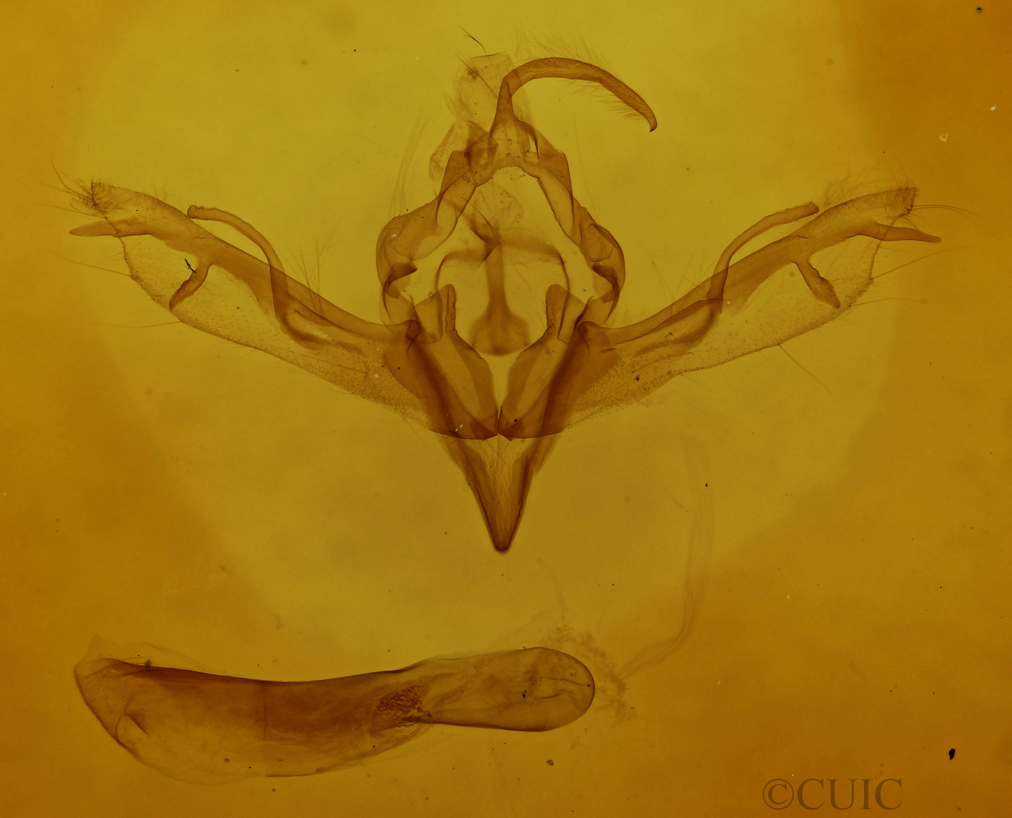 genitalia view of adult Lithophane pruniosa