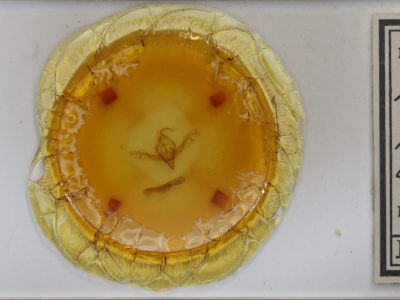 slide view of adult Lithophane pruniosa