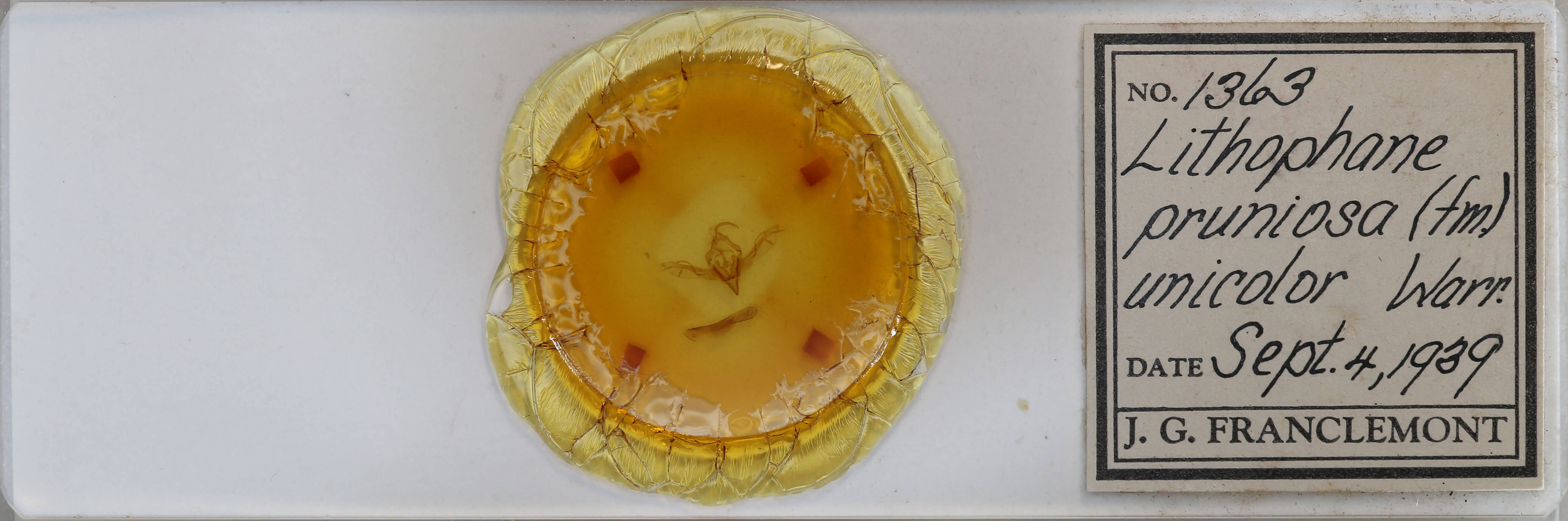 slide view of adult Lithophane pruniosa