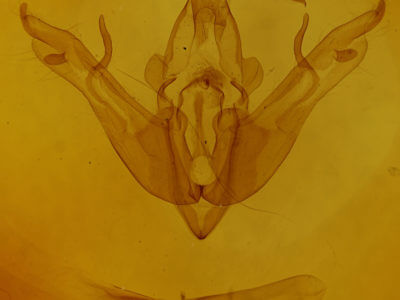 genitalia view of adult Lithophane semibrunnea