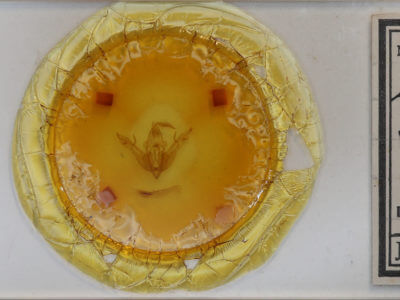 slide view of adult Lithophane semibrunnea