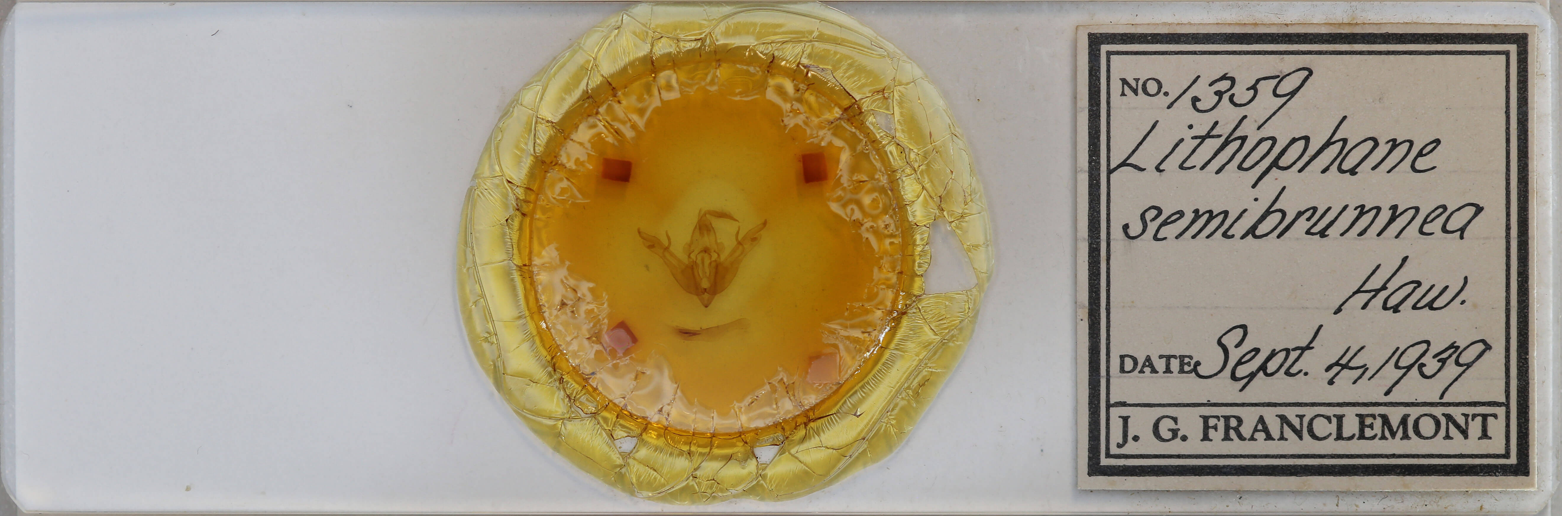 slide view of adult Lithophane semibrunnea