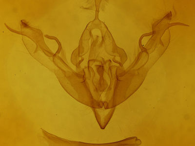 genitalia view of adult Lithophane socia