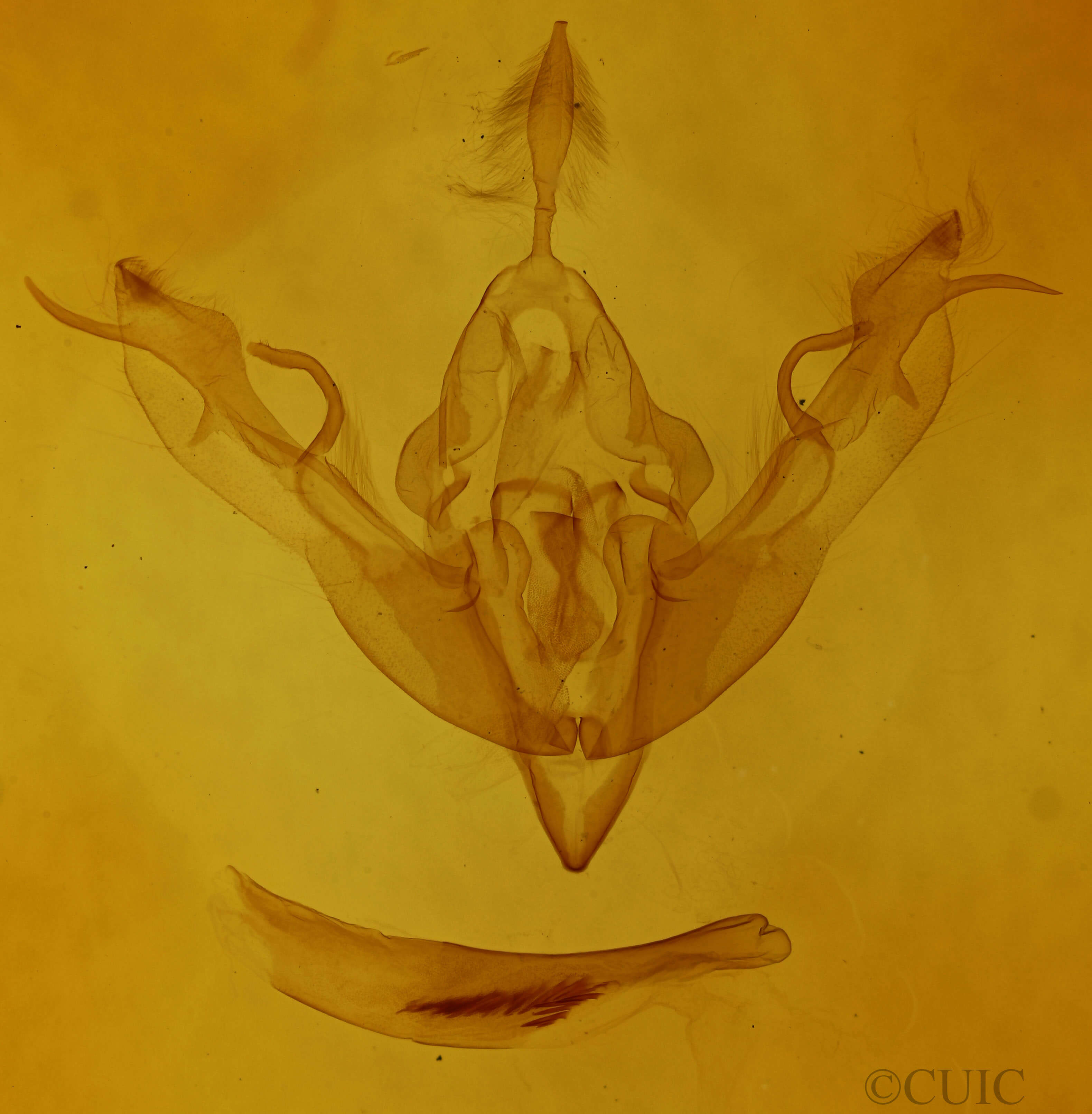 genitalia view of adult Lithophane socia