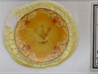 slide view of adult Lithophane socia