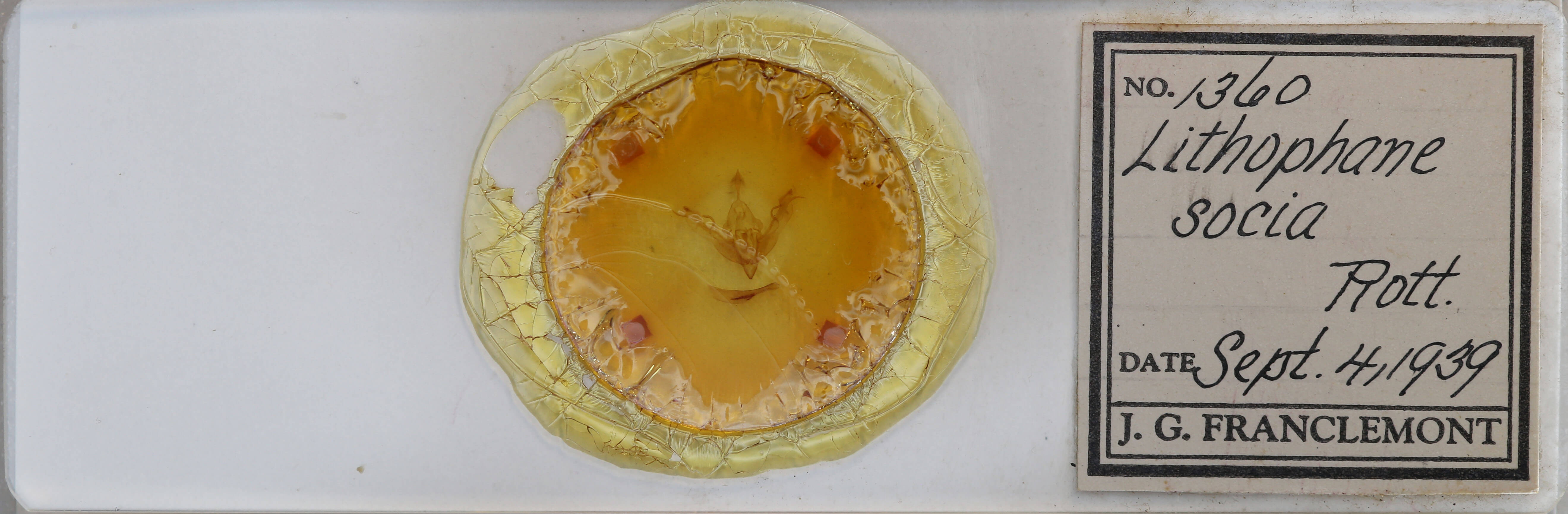 slide view of adult Lithophane socia