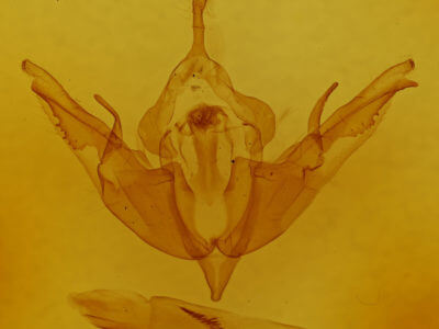 genitalia view of adult Lithophane thaxteri