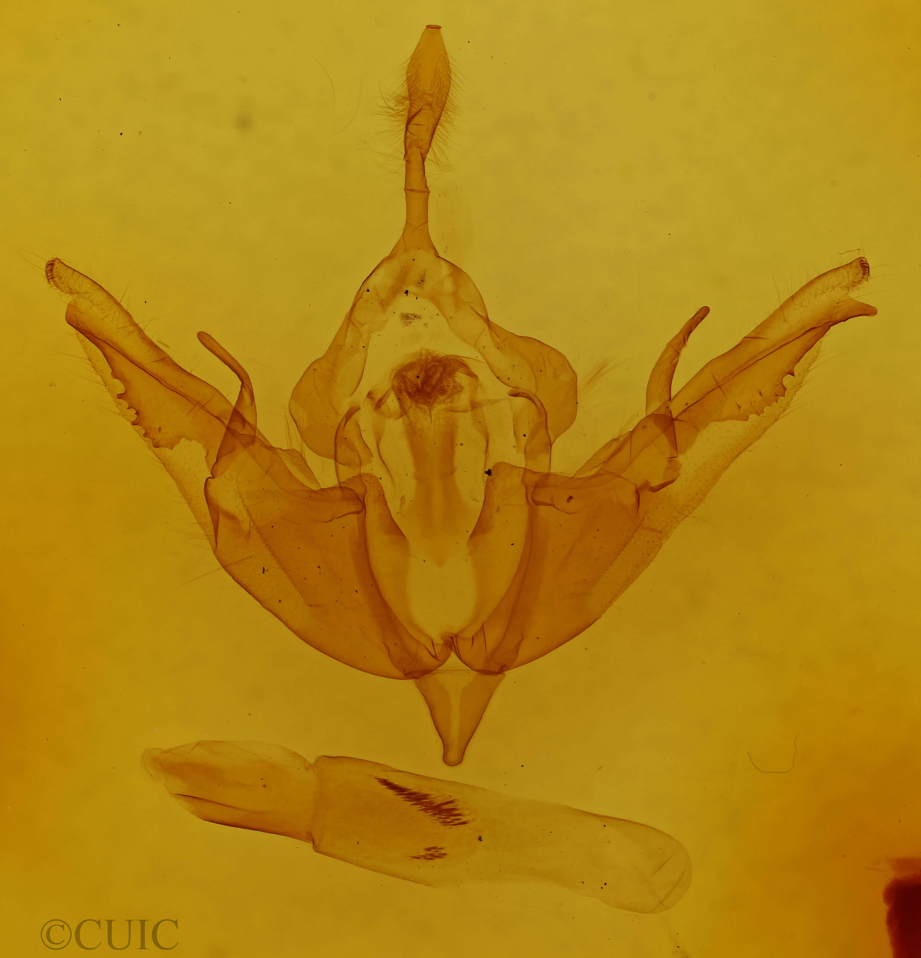 genitalia view of adult Lithophane thaxteri