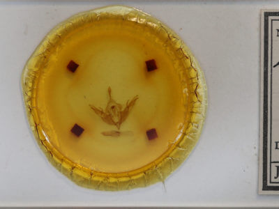 slide view of adult Lithophane thaxteri