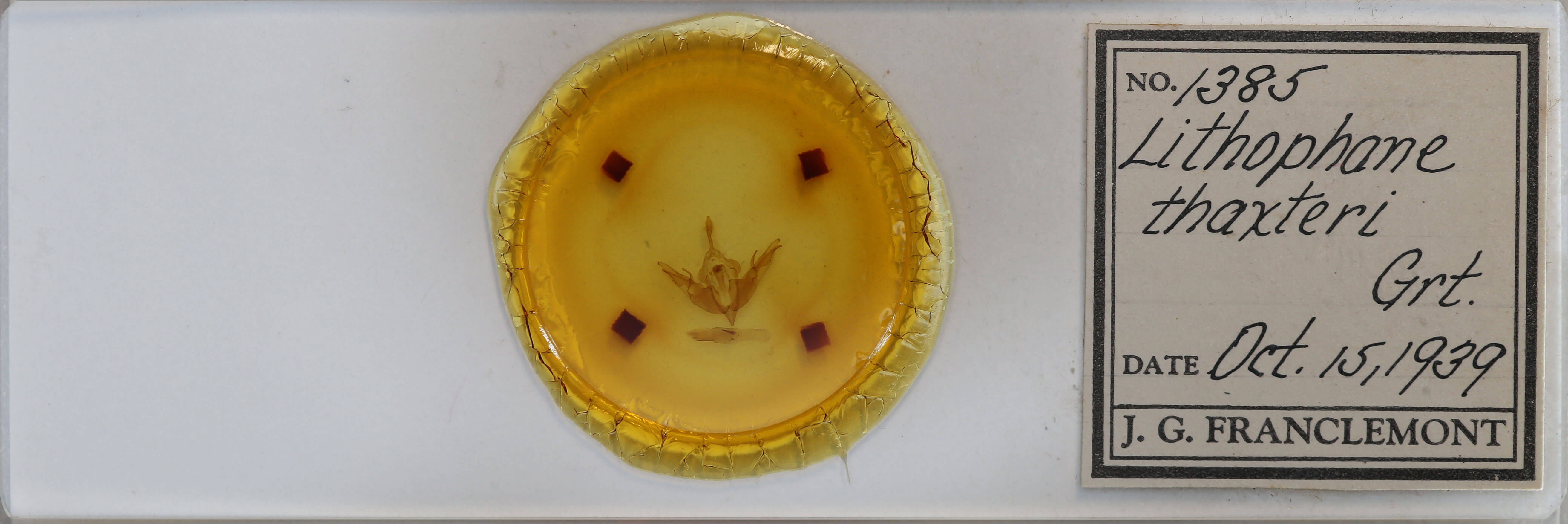 slide view of adult Lithophane thaxteri