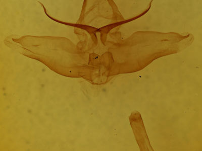 genitalia view of adult Lophocampa caryae