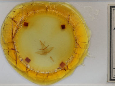 slide view of adult Lophocampa caryae