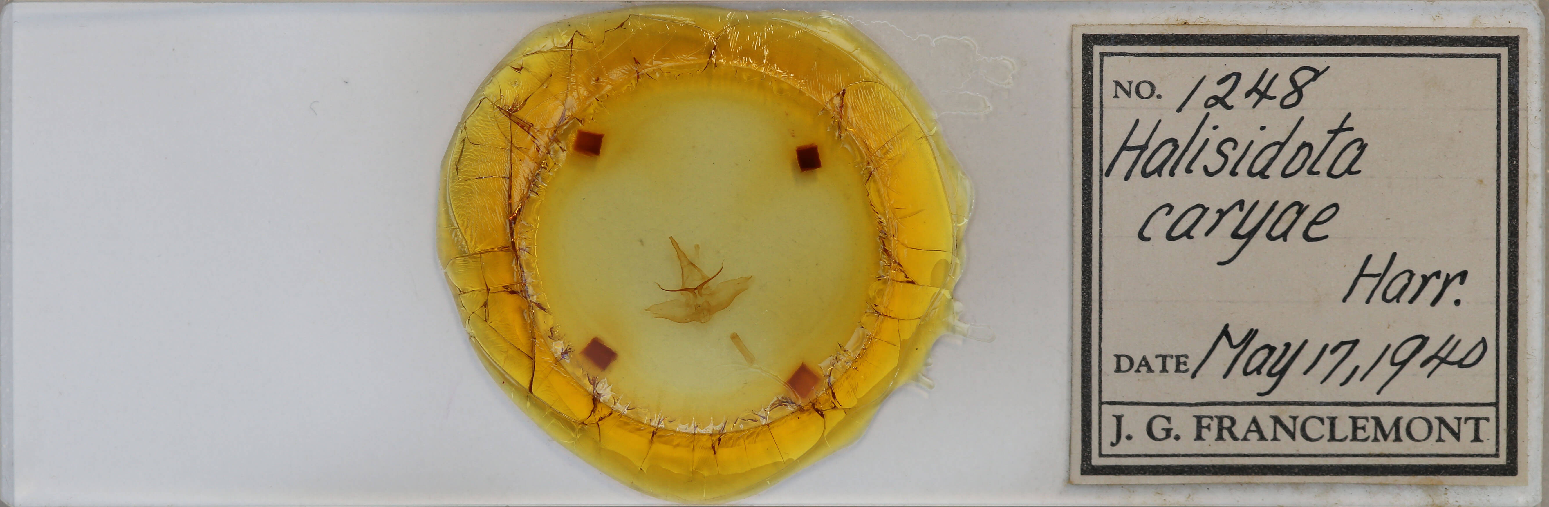 slide view of adult Lophocampa caryae