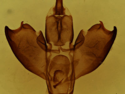 genitalia view of adult Lycomorpha pholus
