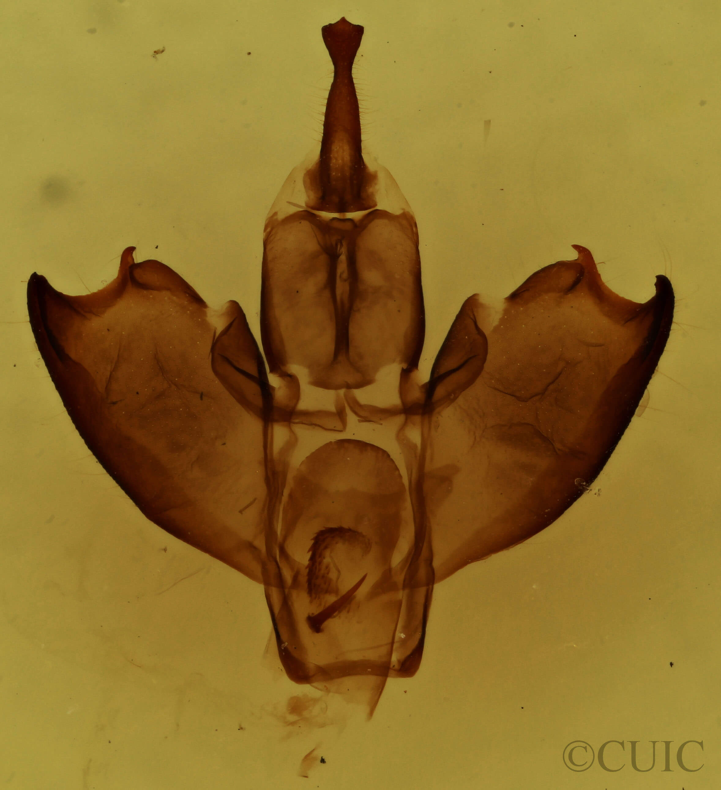 genitalia view of adult Lycomorpha pholus