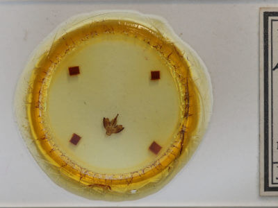 slide view of adult Lycomorpha pholus