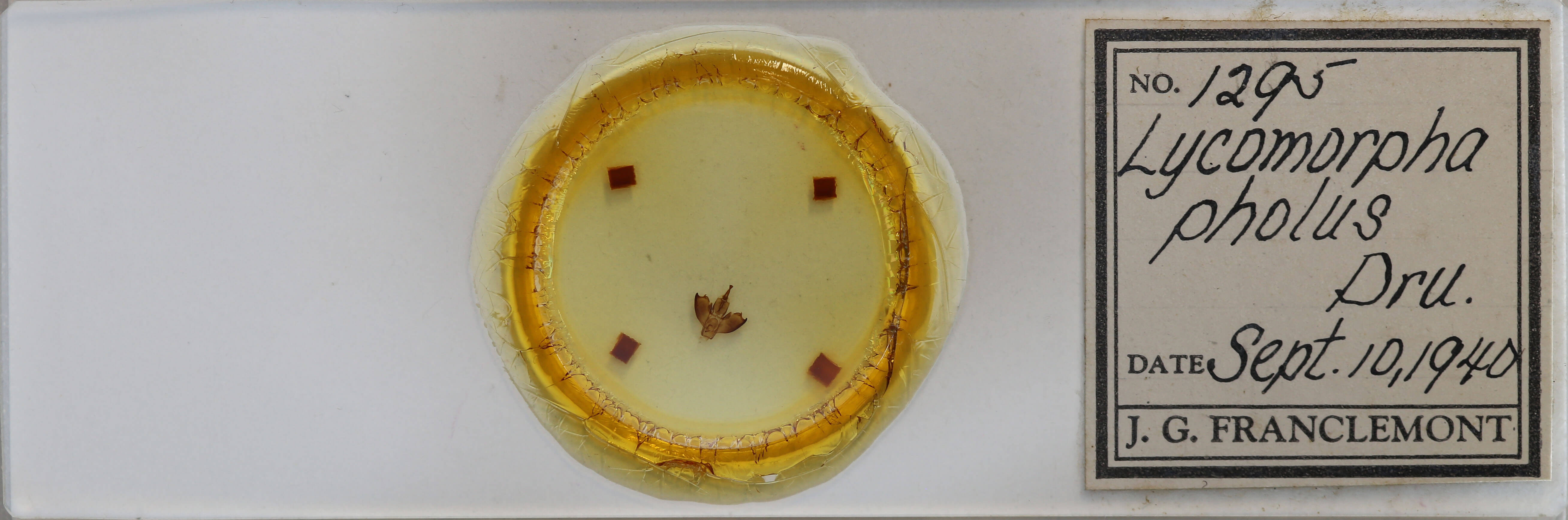 slide view of adult Lycomorpha pholus