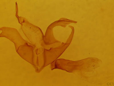 genitalia view of adult Matigramma rubrosuffusa