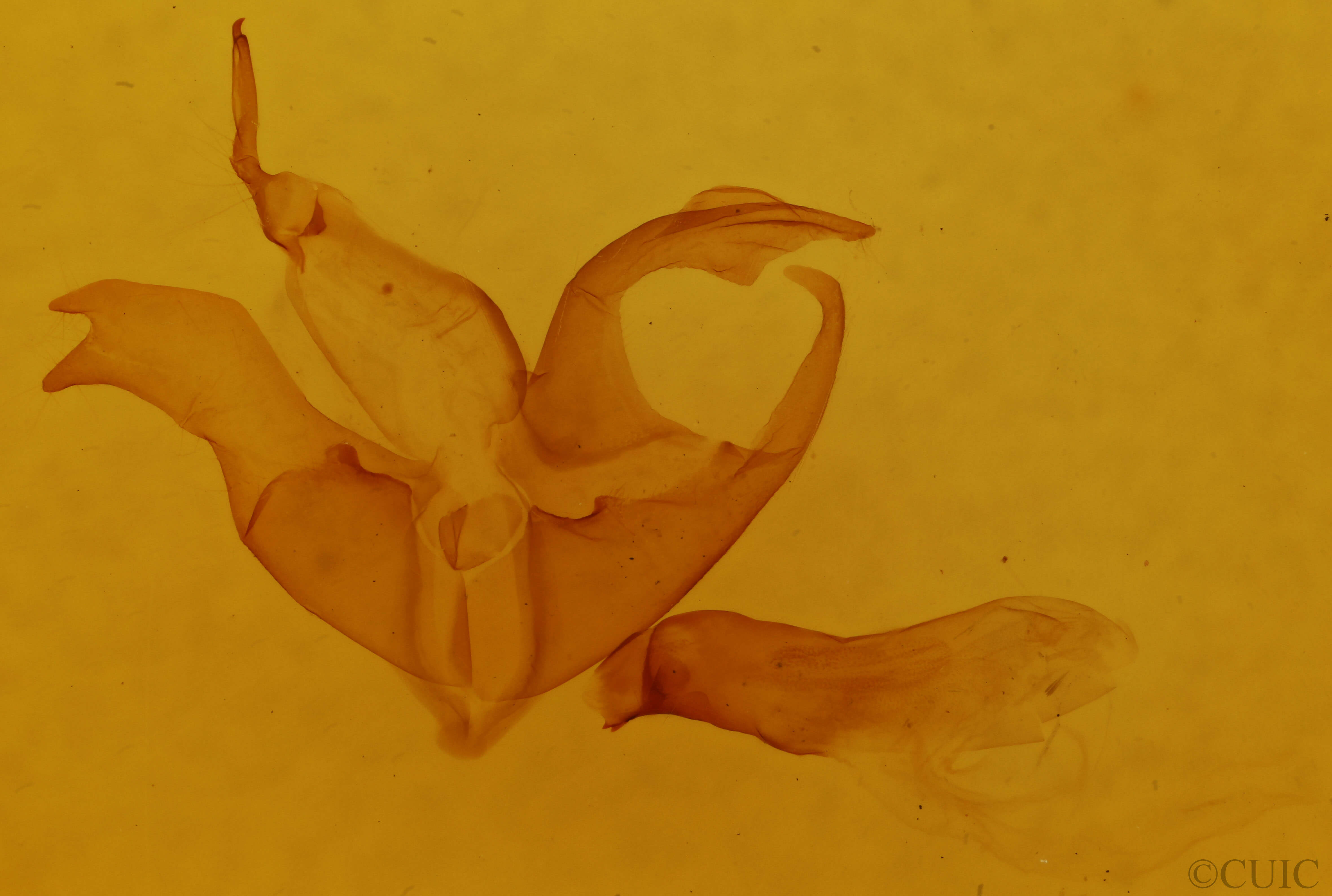 genitalia view of adult Matigramma rubrosuffusa