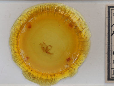 slide view of adult Matigramma rubrosuffusa