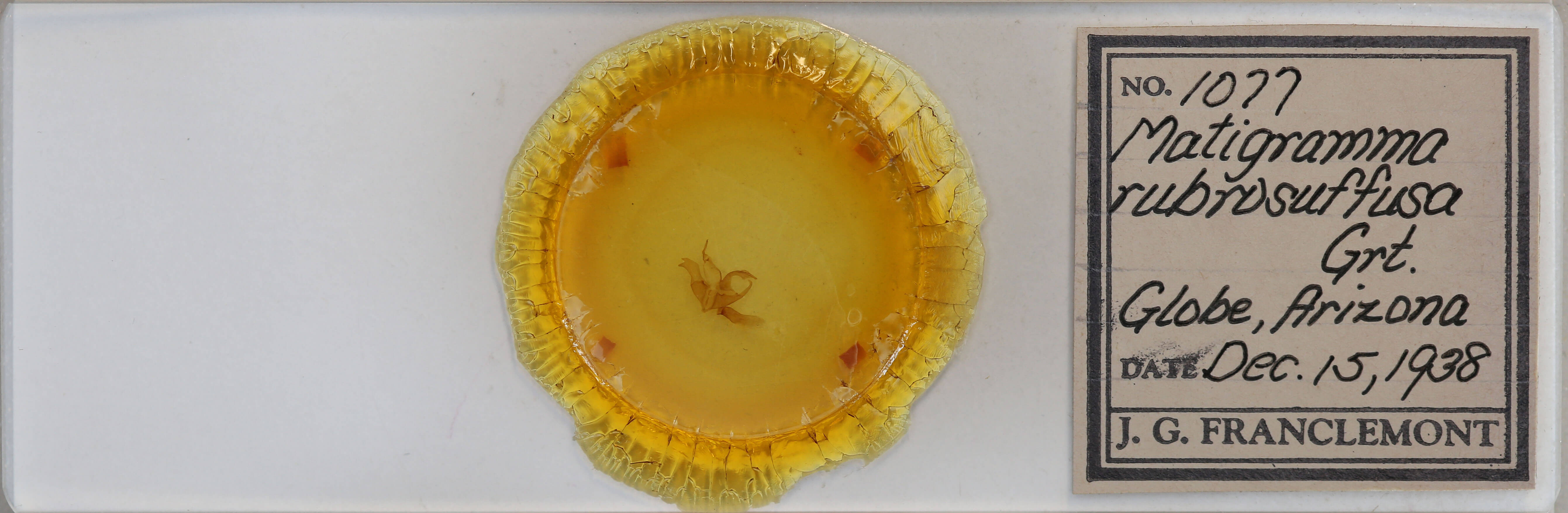 slide view of adult Matigramma rubrosuffusa