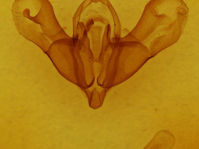 genitalia view of adult Metalopha liturata