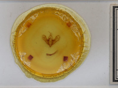 slide view of adult Metalopha liturata