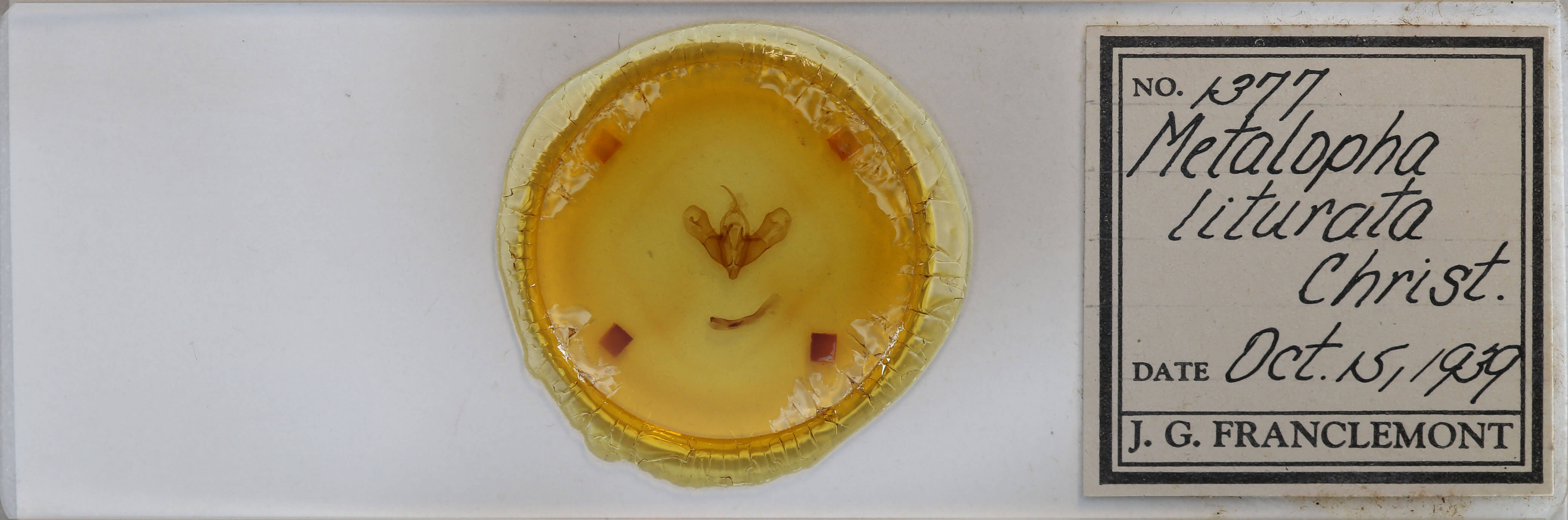 slide view of adult Metalopha liturata