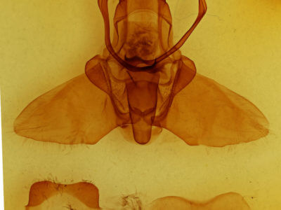 genitalia view of adult Mimallo amilia