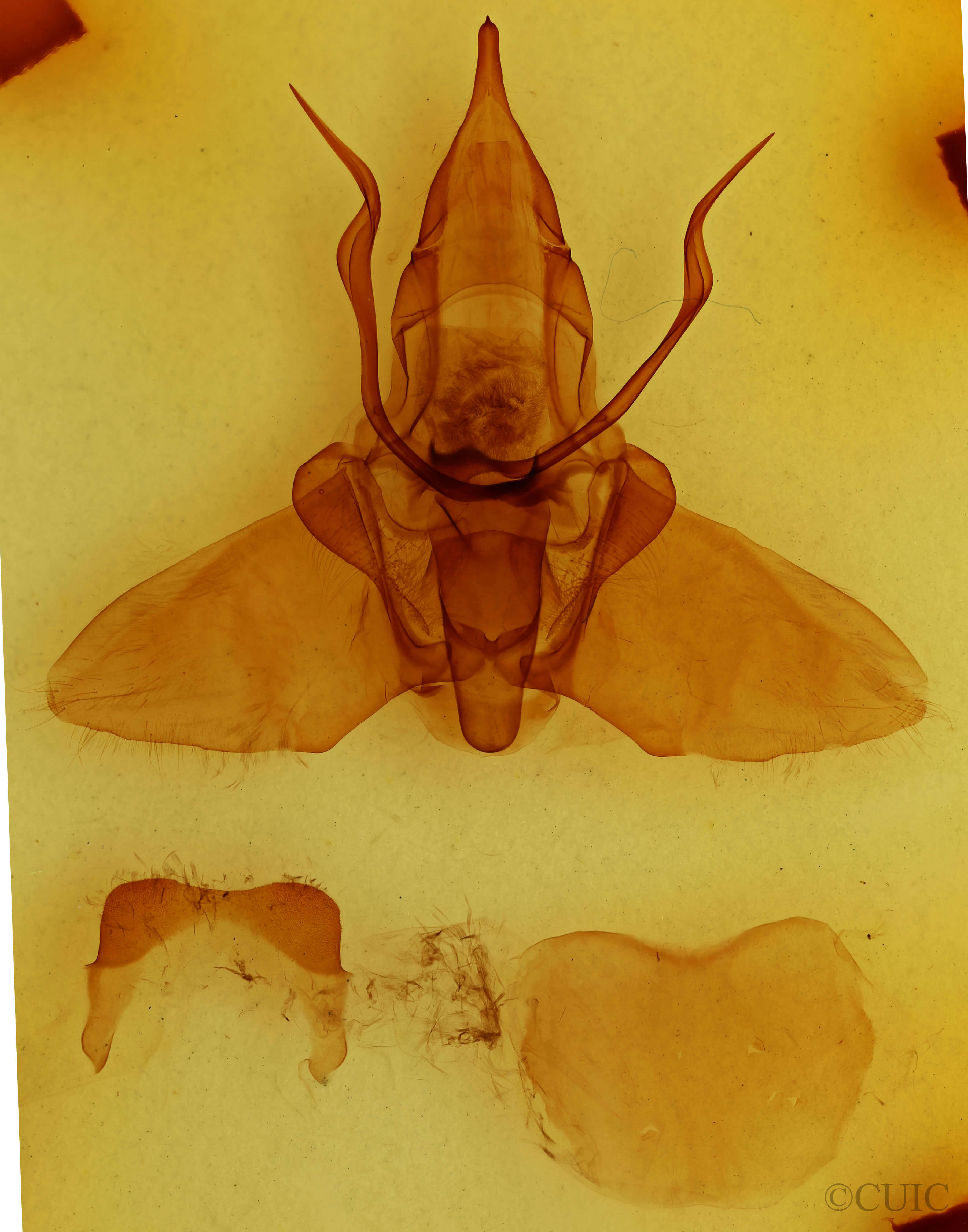 genitalia view of adult Mimallo amilia