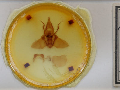 slide view of adult Mimallo amilia