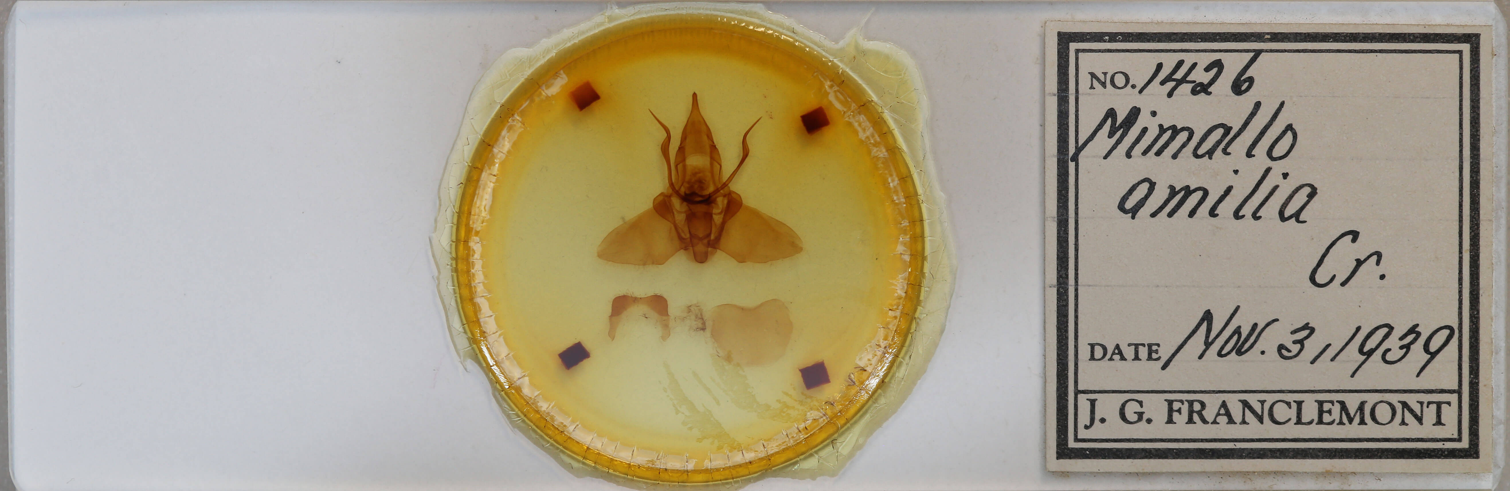 slide view of adult Mimallo amilia