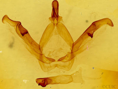 genitalia view of adult Misogada unicolor