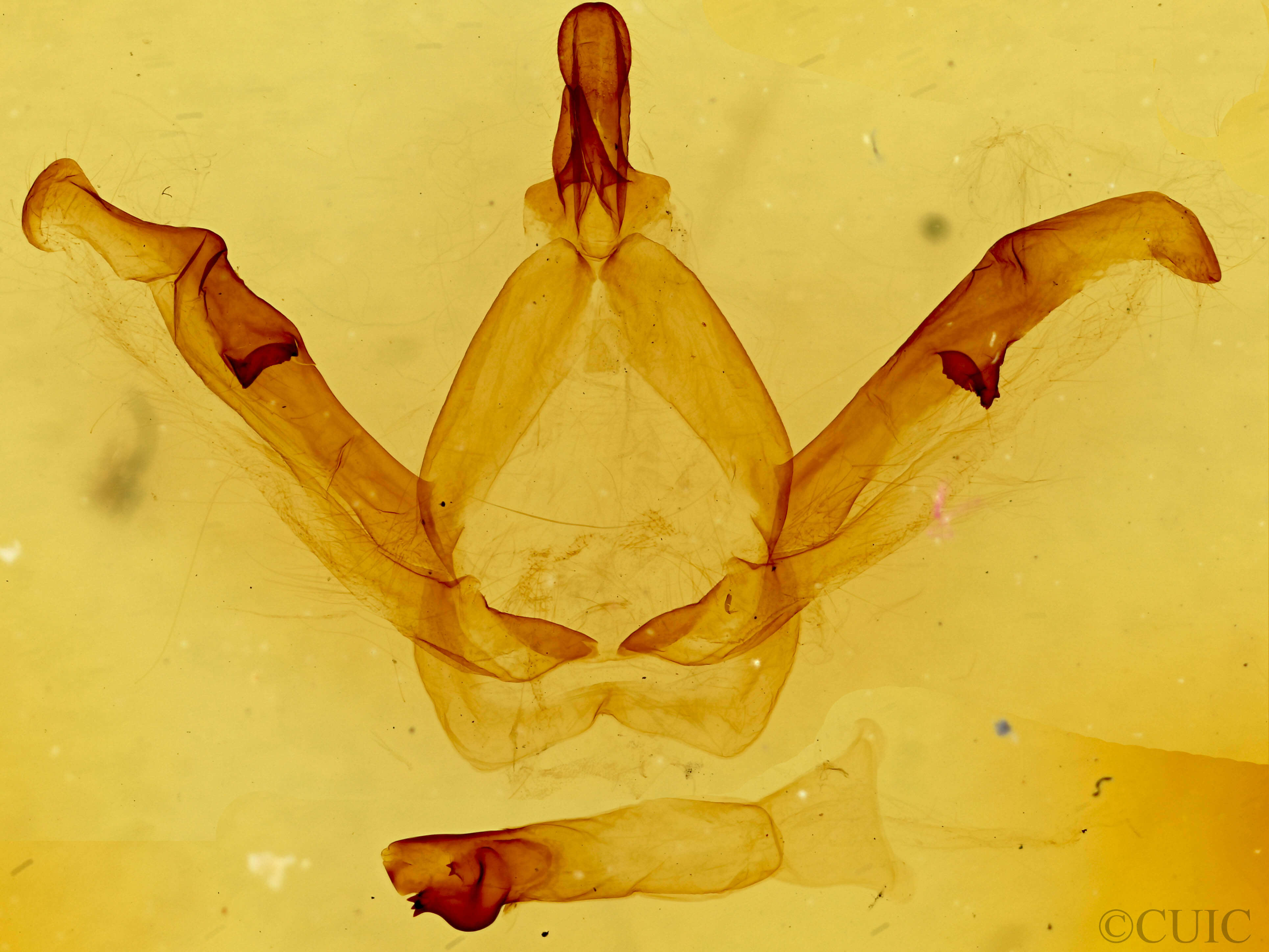 genitalia view of adult Misogada unicolor