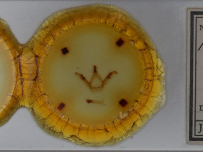 slide view of adult Misogada unicolor