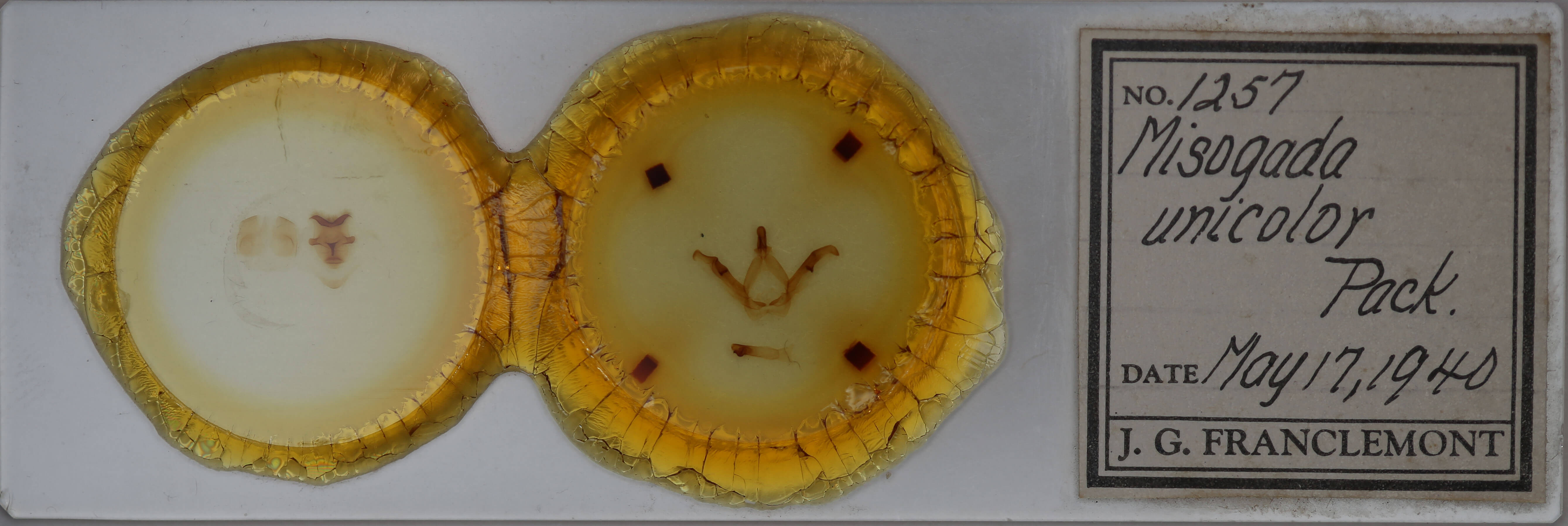 slide view of adult Misogada unicolor