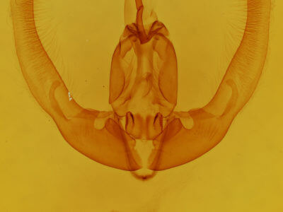 genitalia view of adult Condica imitata