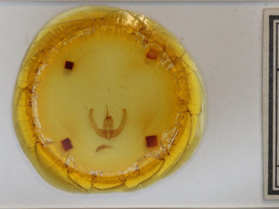 slide view of adult Condica imitata