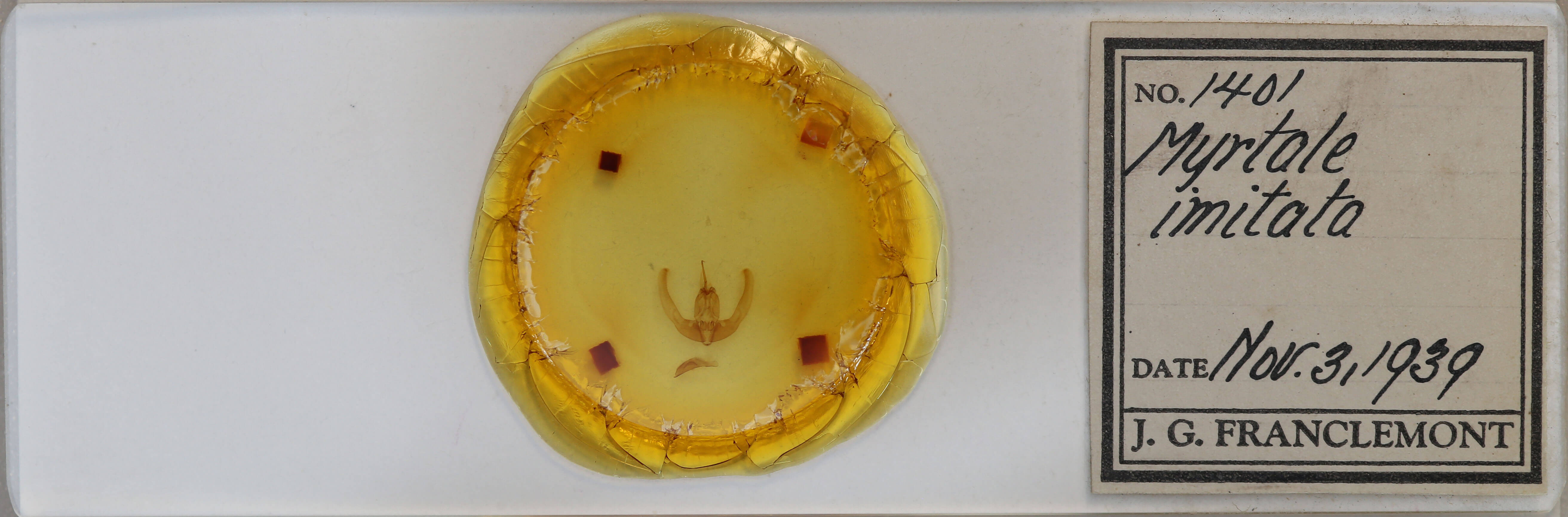 slide view of adult Condica imitata