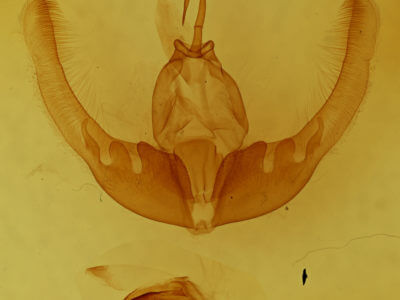 genitalia view of adult Condica mimica