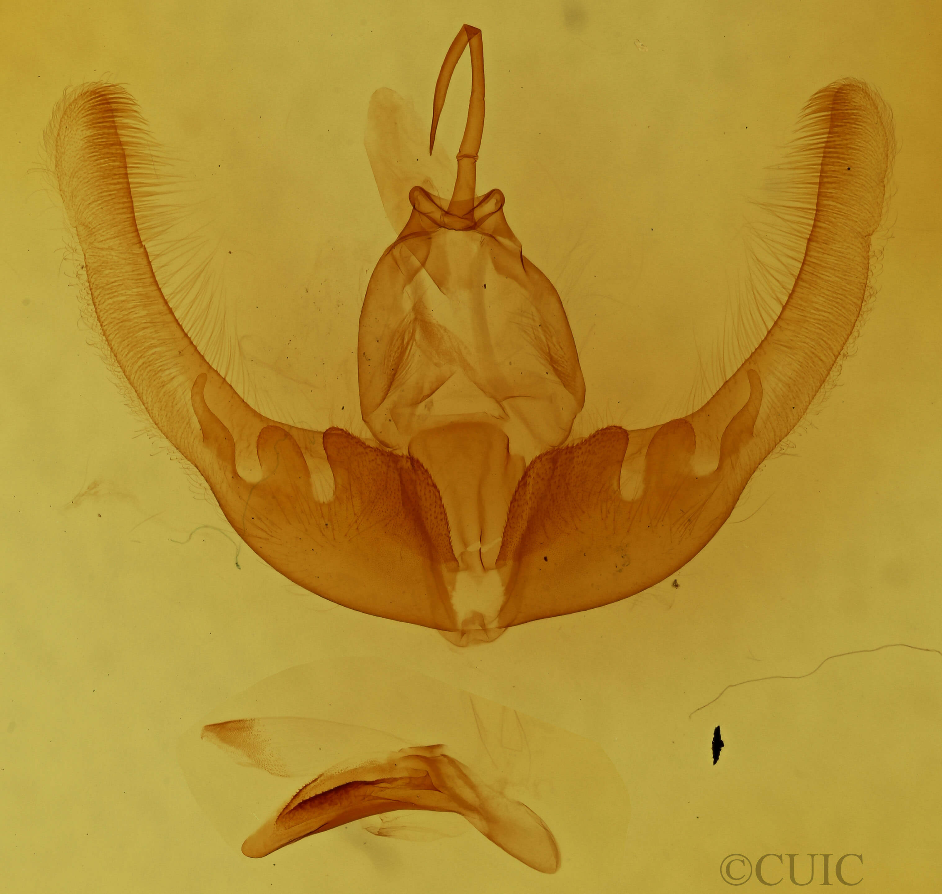 genitalia view of adult Condica mimica