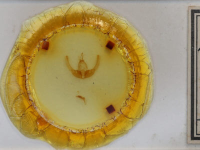 slide view of adult Condica mimica