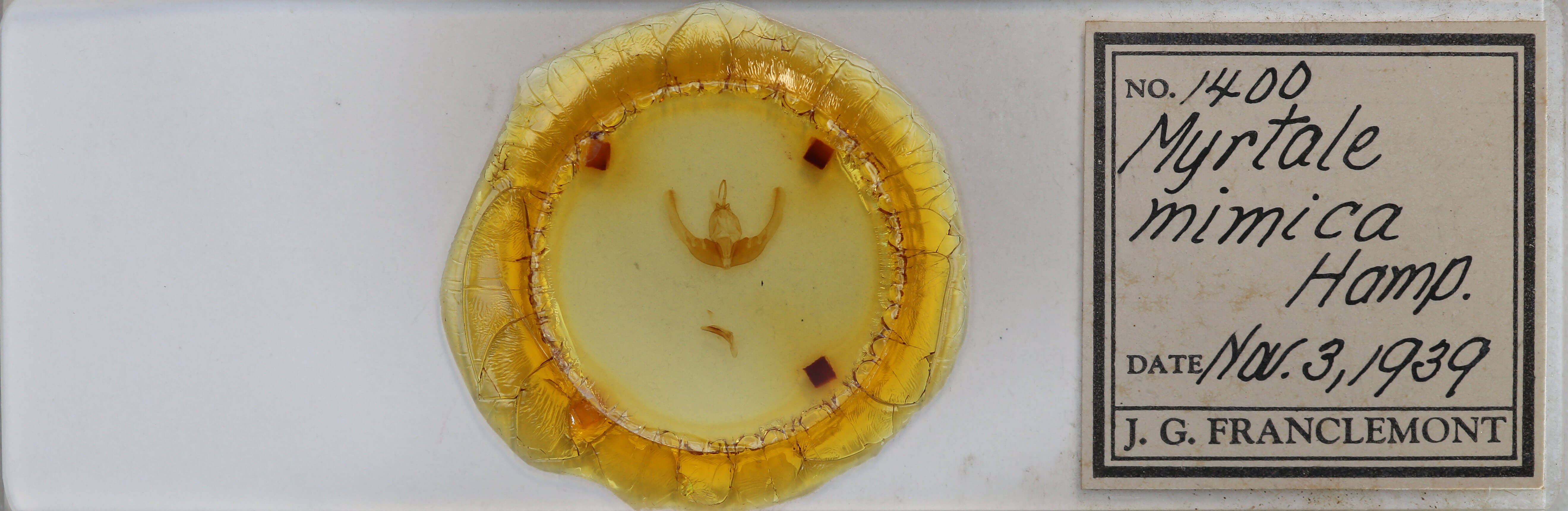 slide view of adult Condica mimica