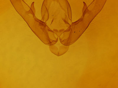 genitalia view of adult Naenia typica